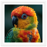 Sun Conure Parrot Close Up Eye thumbnail