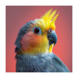 Cockatiel Parrot Head Close Up Portrait (Print Only) thumbnail