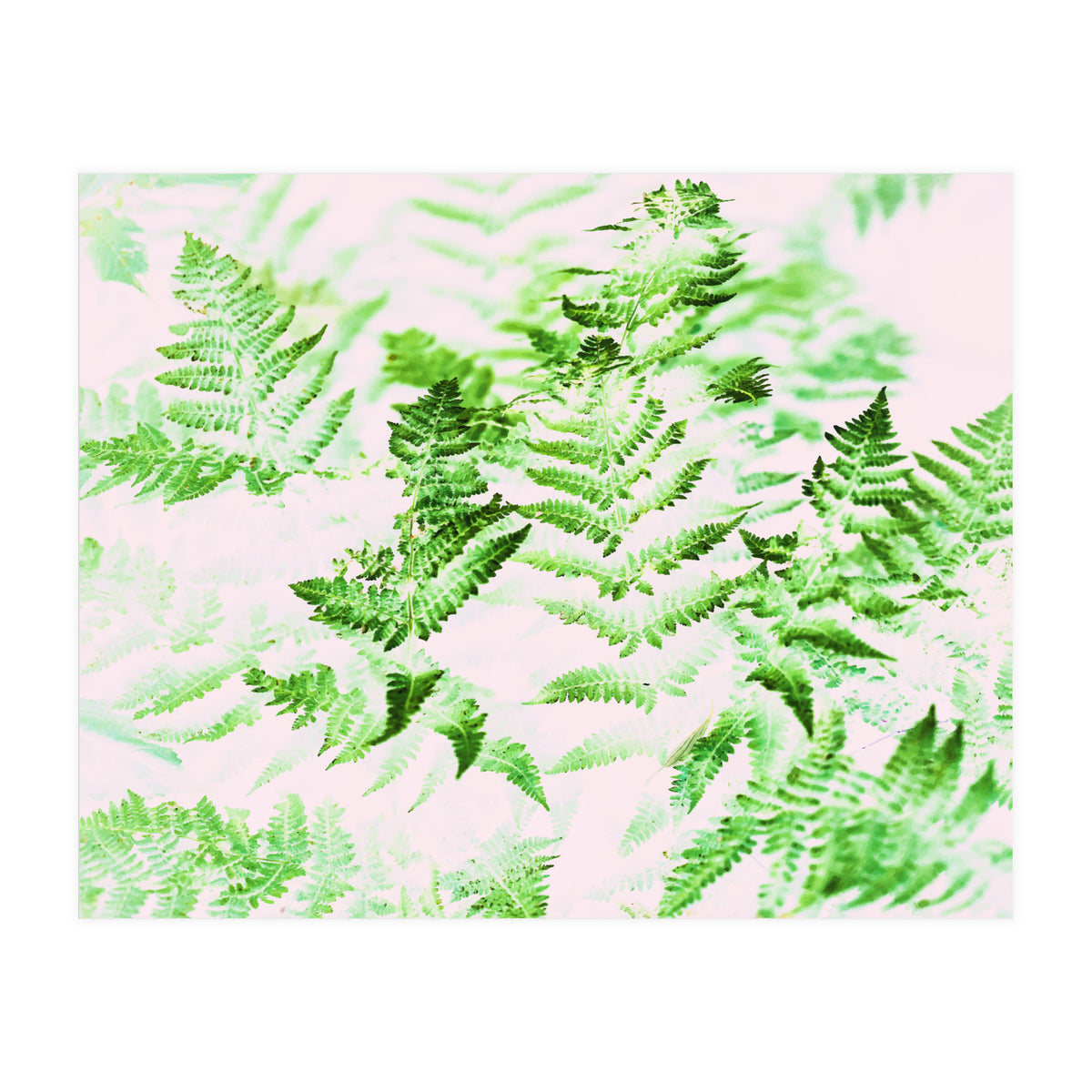 Fern Forest #society6 #decor #buyart (Print Only)