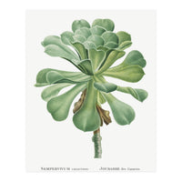 Pierre-Joseph Redouté – Sempervivum Canariense (1799) (Print Only)