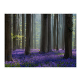Bluebell forest (Print Only) thumbnail