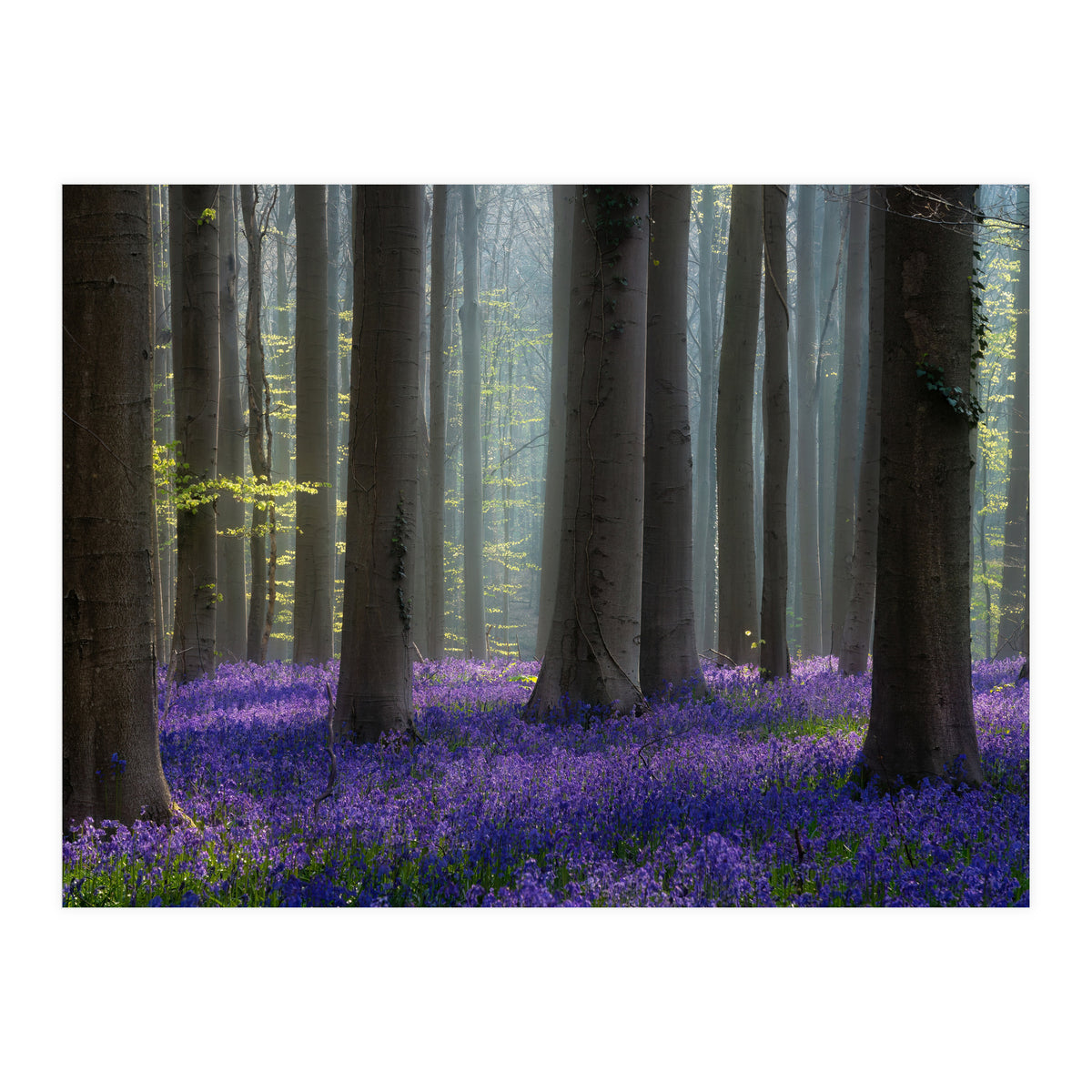 Bluebell forest (Print Only)