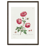 John Edwards – Larger Provence Rose (1770–1775) thumbnail
