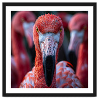 Close Up Of A Flamingo Bird Face, Pink Feathers