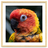Sun Conure Parrot Bird With Water Droplets thumbnail