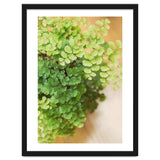 Maidenhair Queen thumbnail