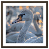 Majestic Swan Close Up With Water Droplets thumbnail