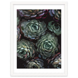 Succulent Plant Ii thumbnail