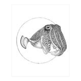 The Fascinating Cuttlefish (Print Only) thumbnail