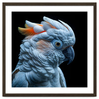 Close Up Of A Cockatoo Parrot Head