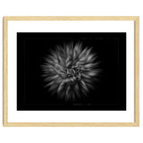 Backyard Flowers In Black And White No 20 Flow Version with Border thumbnail