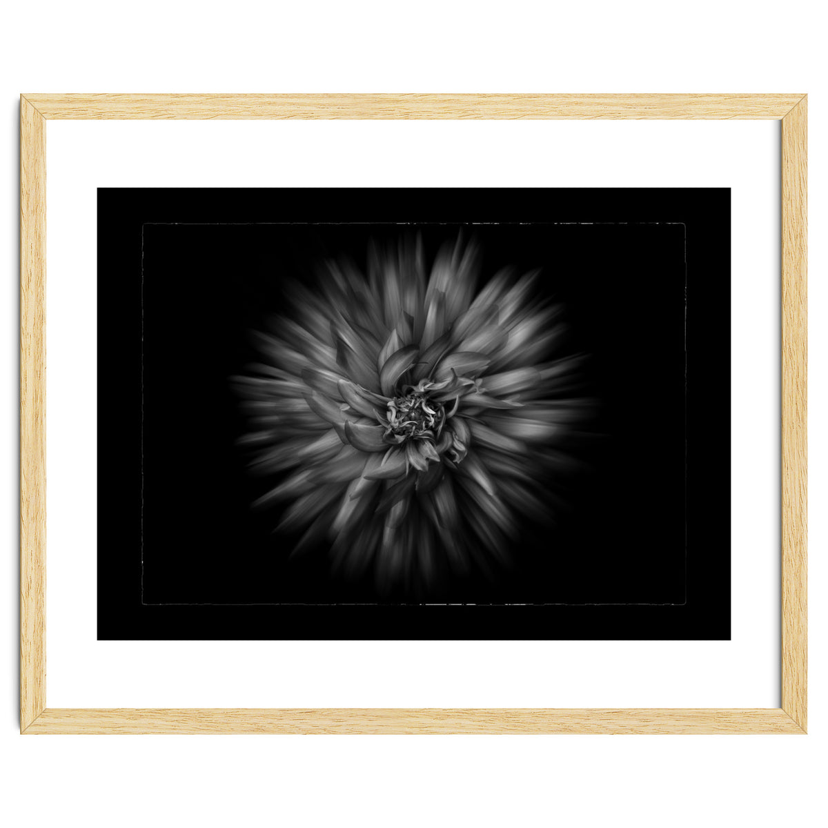 Backyard Flowers In Black And White No 20 Flow Version with Border