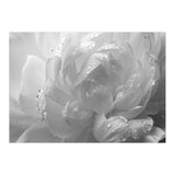 Ethereal Monochromatic Peony Petal Macro (Print Only) thumbnail