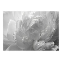 Ethereal Monochromatic Peony Petal Macro (Print Only)