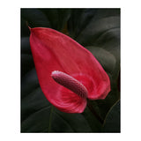 Red Anthurium Flower (Print Only) thumbnail