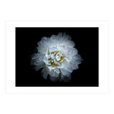 Backyard Flowers No 90 Color Version (Print Only) thumbnail