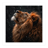 Lion Looking Up In The Snow Majestic (Print Only) thumbnail