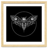 Deaths Head Moth thumbnail