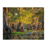 Heron in the swamps (Print Only) thumbnail