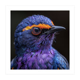 Close Up Portrait Of A Vibrant Exotic Bird (Print Only) thumbnail