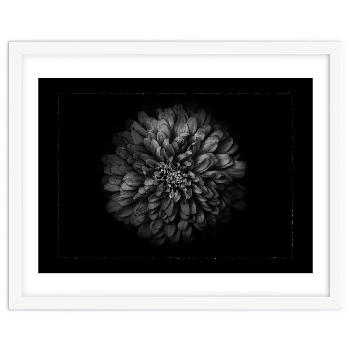 Backyard Flowers In Black And White No 68 with Border