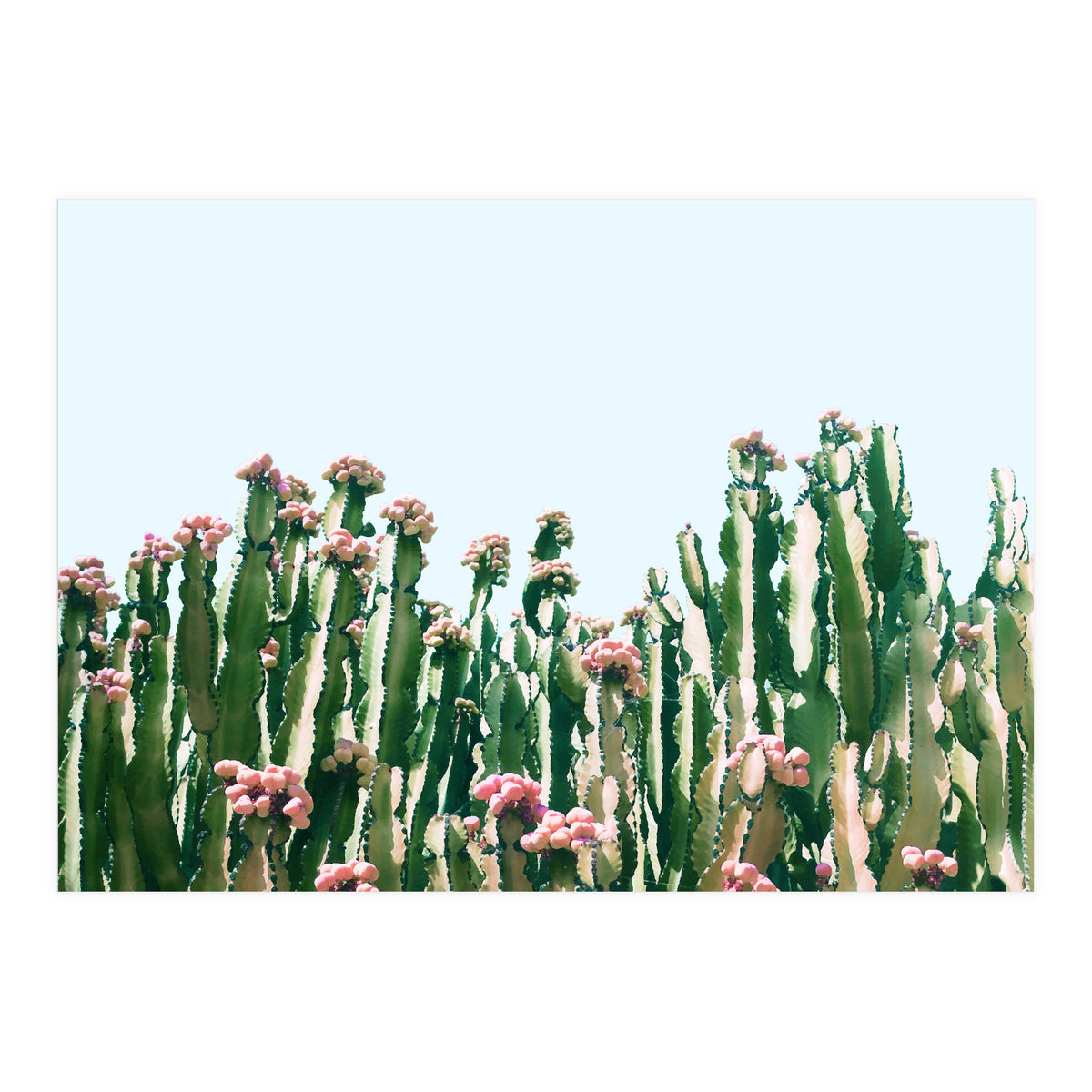Blush Cactus #society6 #decor #buyart (Print Only)