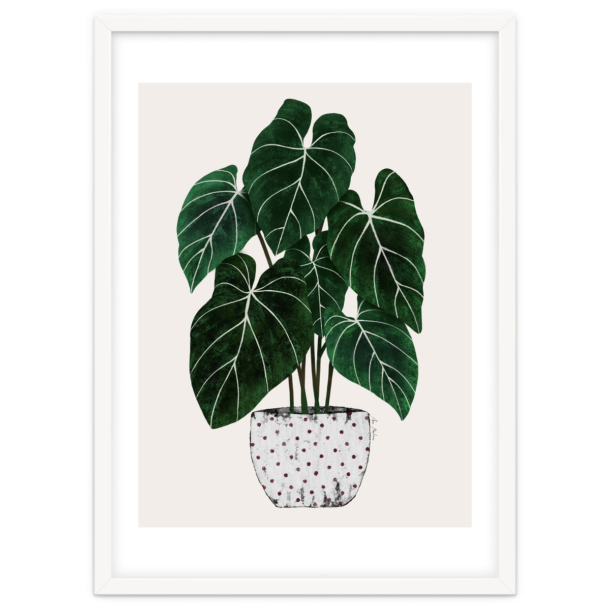 Philodendron Plant