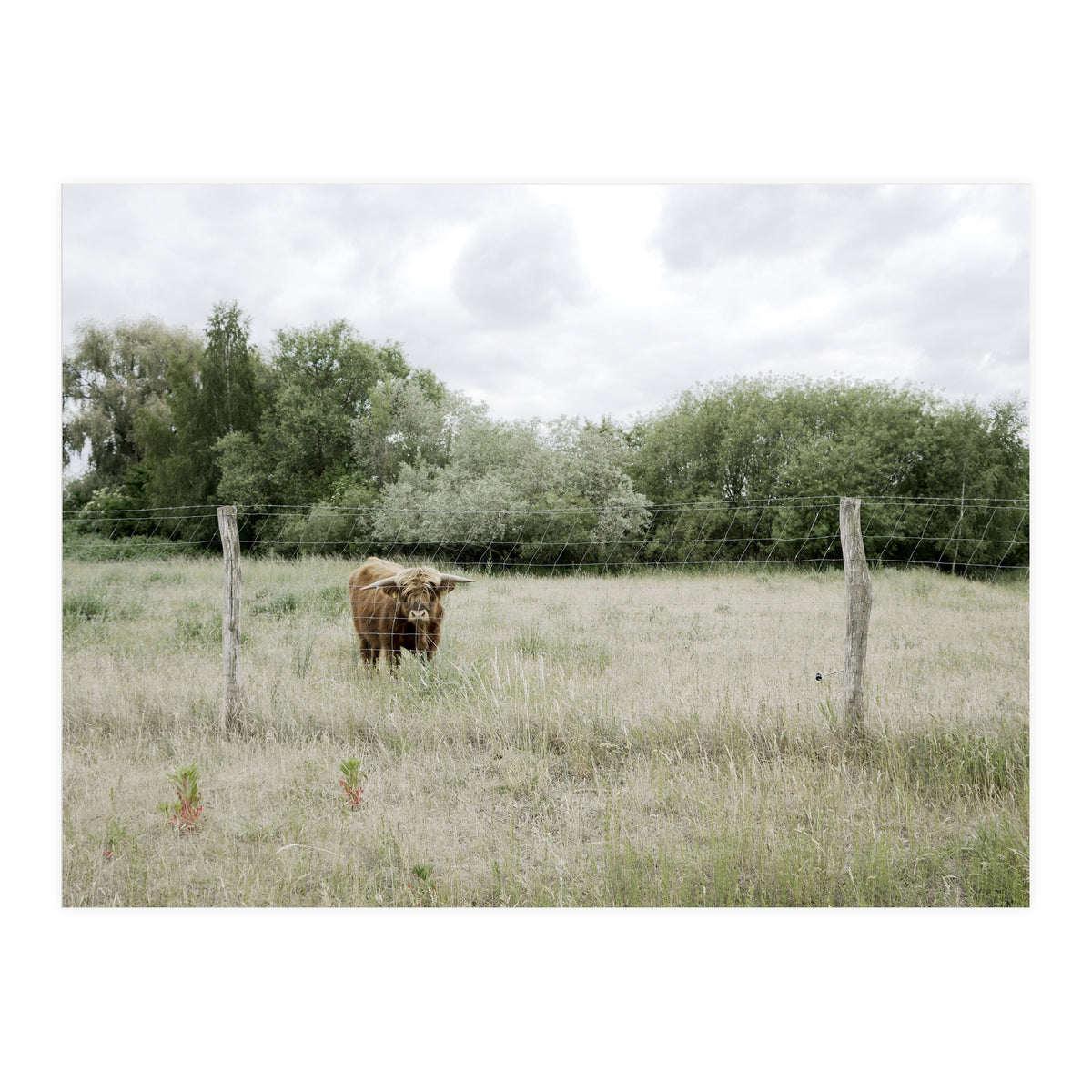 Cow in the farm (Print Only)