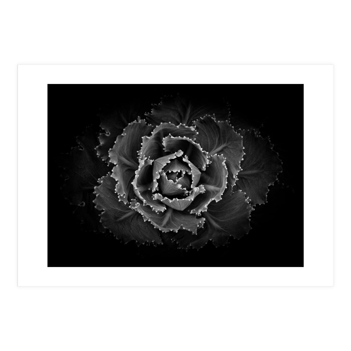 Backyard Flowers In Black And White No 101 (Print Only)