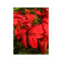 Red Quisqualls Plant Flowers (Print Only)