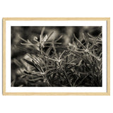 Rosemary Plant thumbnail