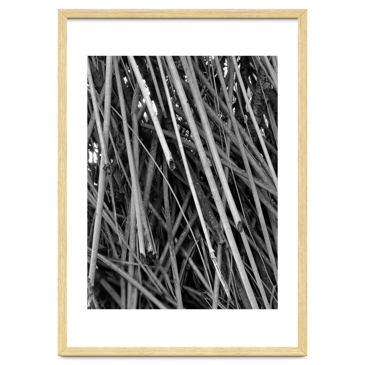 Black Tectorius Plant Shoots Art