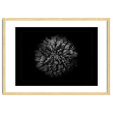 Backyard Flowers In Black And White No 68 with Border thumbnail
