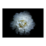 Backyard Flowers No 90 Color Version (Print Only) thumbnail