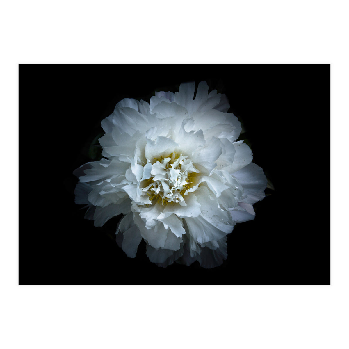 Backyard Flowers No 90 Color Version (Print Only)