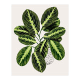 Maranta Plant (Print Only) thumbnail