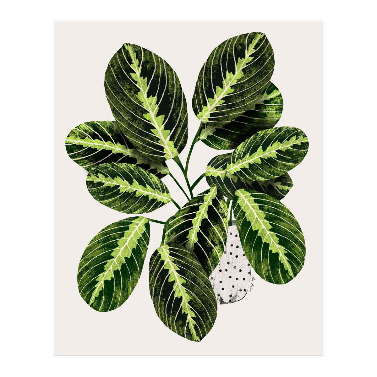 Maranta Plant (Print Only)