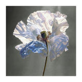 Shirley Poppy | Morning Silk (Print Only) thumbnail