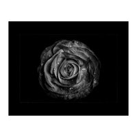 Backyard Flowers In Black And White No 72 with Border (Print Only)