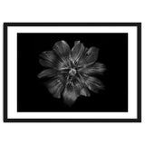 Backyard Flowers In Black And White 22 thumbnail