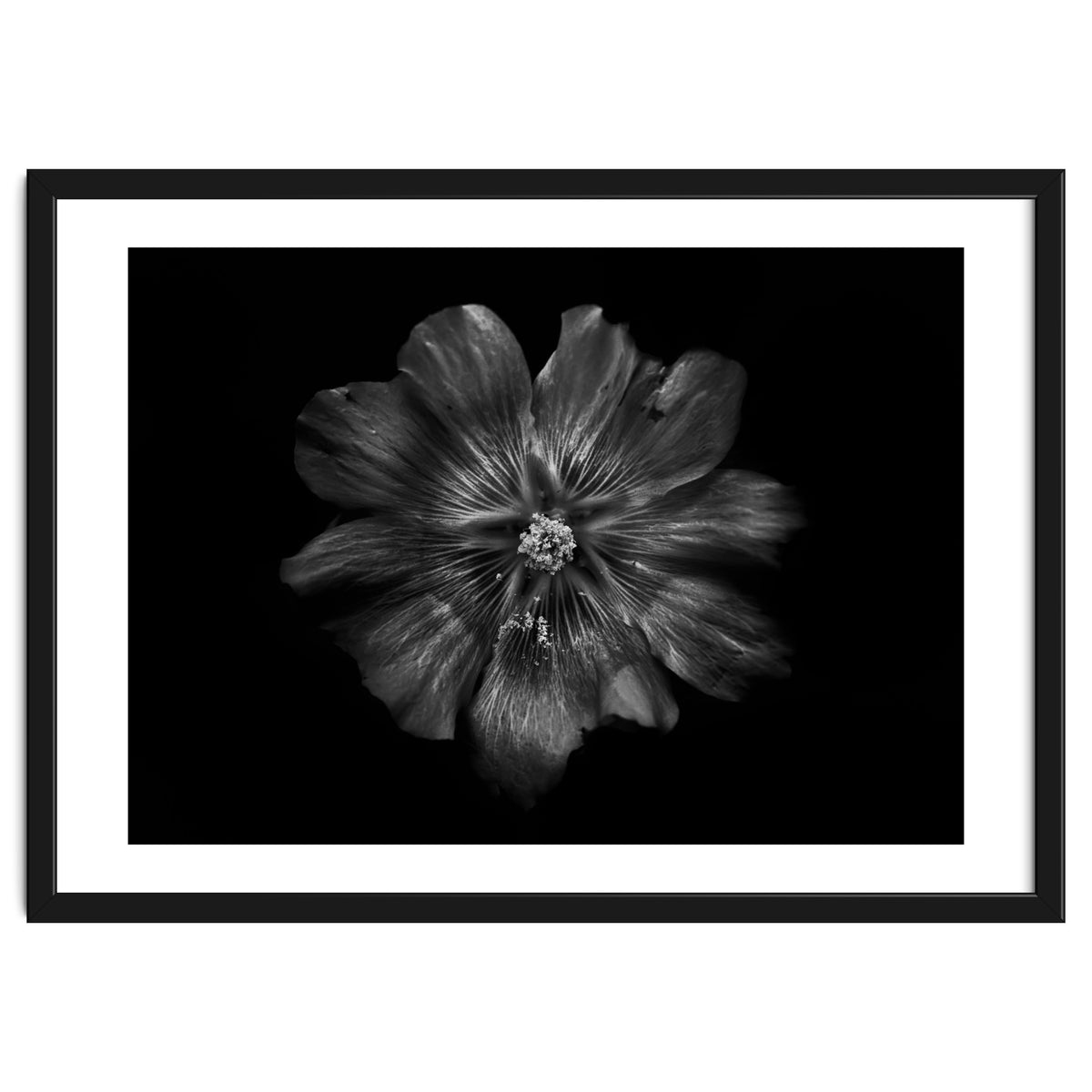 Backyard Flowers In Black And White 22