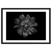 Backyard Flowers In Black And White 22