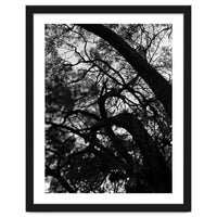 Tree Black Silhouette