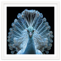 Majestic White Peacock Displaying Its Feathers