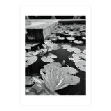 Lotus Pond | Black & White Portrait (Print Only) thumbnail