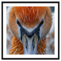 Close Up Of A Pelican's Beak With Water Droplets
