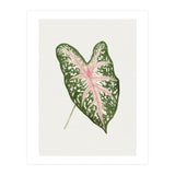 Caladium ‘Carolyn Whorton’ Leaf (Hand Drawn Illustration) (Print Only) thumbnail