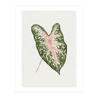 Caladium ‘Carolyn Whorton’ Leaf (Hand Drawn Illustration) (Print Only)