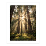Ethereal Redwood Sanctuary: Sunbeams in the Ancient Forest (Print Only) thumbnail