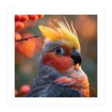 Close Up Portrait Of A Cockatiel Bird (Print Only) thumbnail